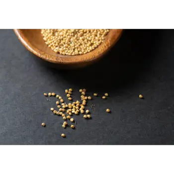 Fresh  Yellow Mustard Seed